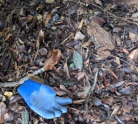 かえる.jpgのサムネール画像